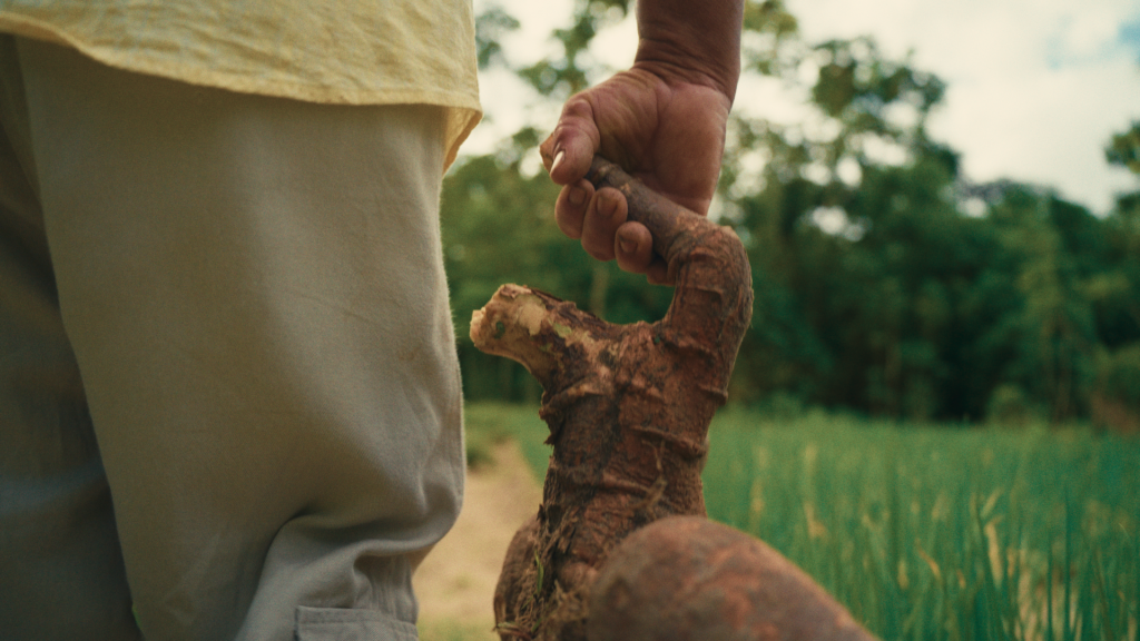 A raiz que alimenta a Amazônia
